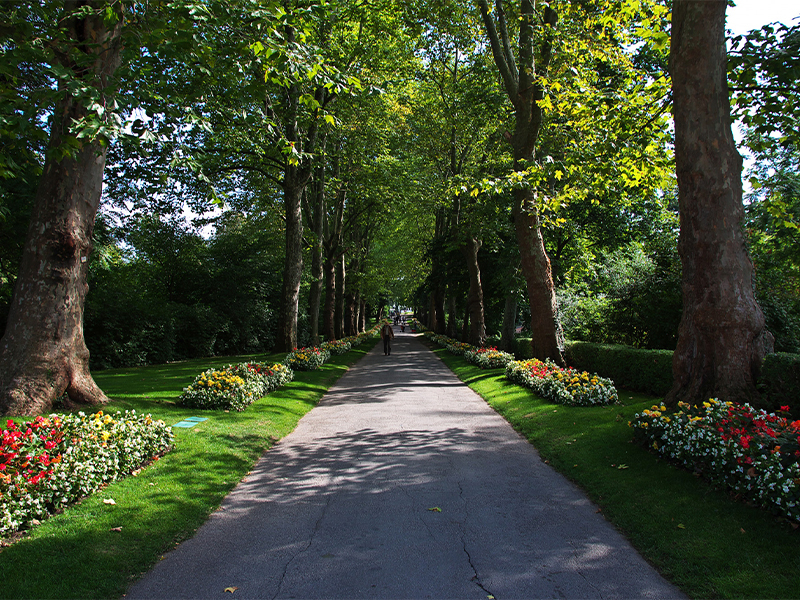 Tree-lined themed garden path